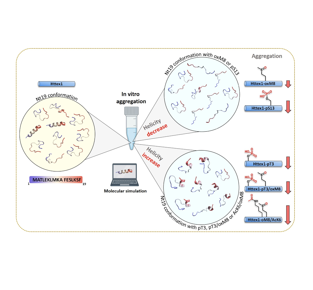 Impact of PTMs on HTT protein structure, aggregation, and membrane interaction